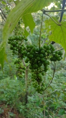 Vitis tiliifolia