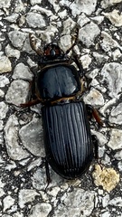 Odontotaenius disjunctus