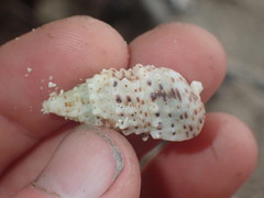 Rhinoclavis sinensis