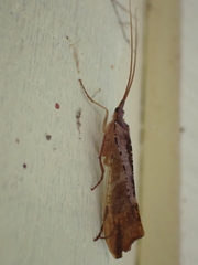 Nemotaulius hostilis