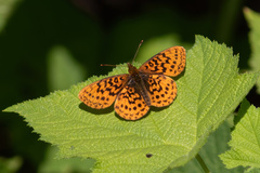 Boloria epithore