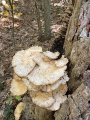 Laetiporus