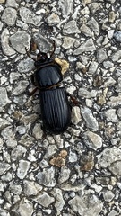 Odontotaenius disjunctus