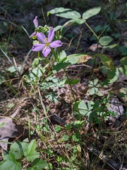Sabatia angularis