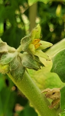 Solanum sessiliflorum
