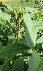 Phytolacca icosandra