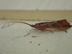 Nemotaulius hostilis