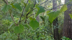 Vitis tiliifolia