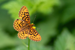 Boloria epithore