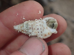 Rhinoclavis sinensis