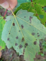 Acericecis ocellaris