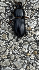 Odontotaenius disjunctus