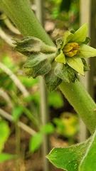 Solanum sessiliflorum