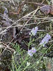 Polygala curtissii