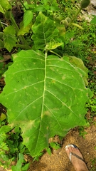 Solanum sessiliflorum
