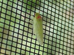 Gyponana octolineata