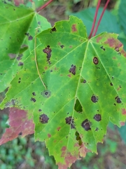 Acericecis ocellaris