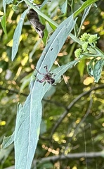 Araneus nordmanni