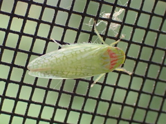 Gyponana octolineata