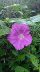 Ipomoea silvicola