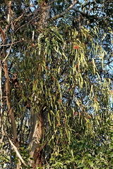 Amyema pendula pendula