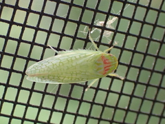 Gyponana octolineata
