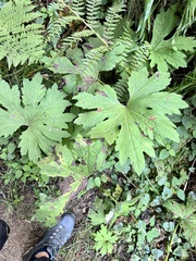 Petasites frigidus palmatus