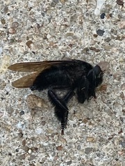 Mallophora leschenaulti