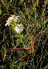 Symphyotrichum boreale