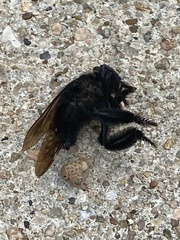 Mallophora leschenaulti