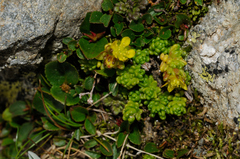 Sedum alpestre