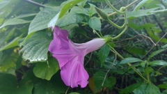 Ipomoea silvicola