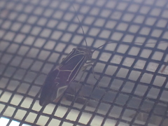 Cerastipsocus venosus