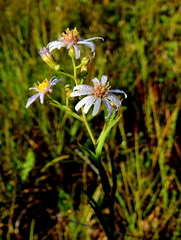 Symphyotrichum boreale