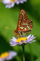 Euphydryas colon