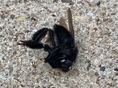 Mallophora leschenaulti