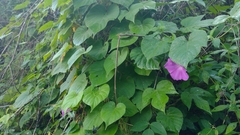 Ipomoea silvicola