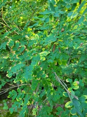 Caragana arborescens