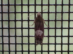 Eucosma parmatana
