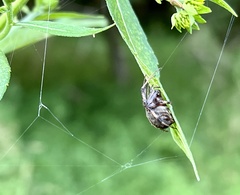 Eustala anastera