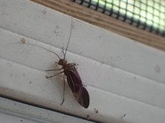 Cerastipsocus venosus