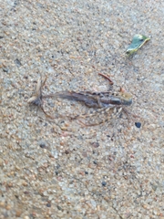 Scutigera coleoptrata