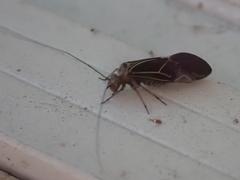 Cerastipsocus venosus