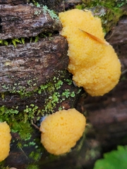 Tubifera ferruginosa