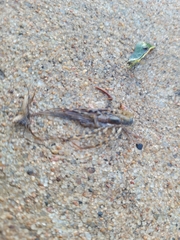 Scutigera coleoptrata