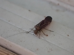 Cerastipsocus venosus