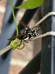 Dolichovespula maculata