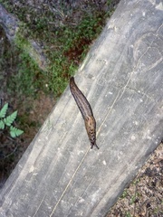 Limax maximus