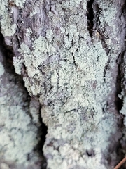 Parmeliopsis ambigua