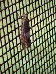 Eucosma parmatana